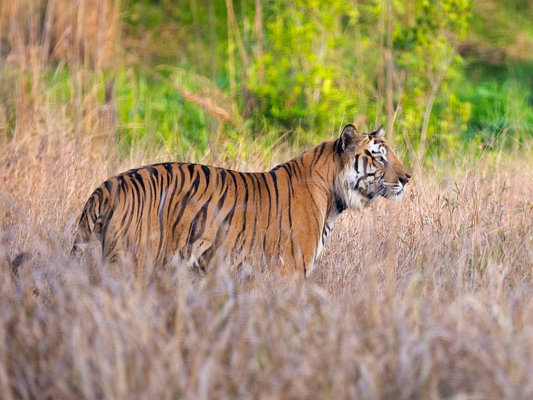 danger deepened on existence of tigers, three subspecies became extinct