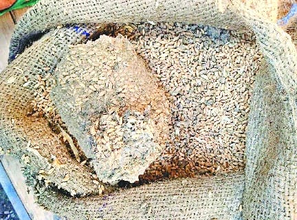 खाद्य आपूर्ति निगम ने संधोल के लिए भेजे सड़े गेहूं के ट्रक
