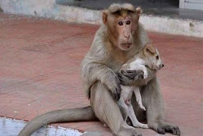 Dogs and Monkeys Terror in Taj Mahal