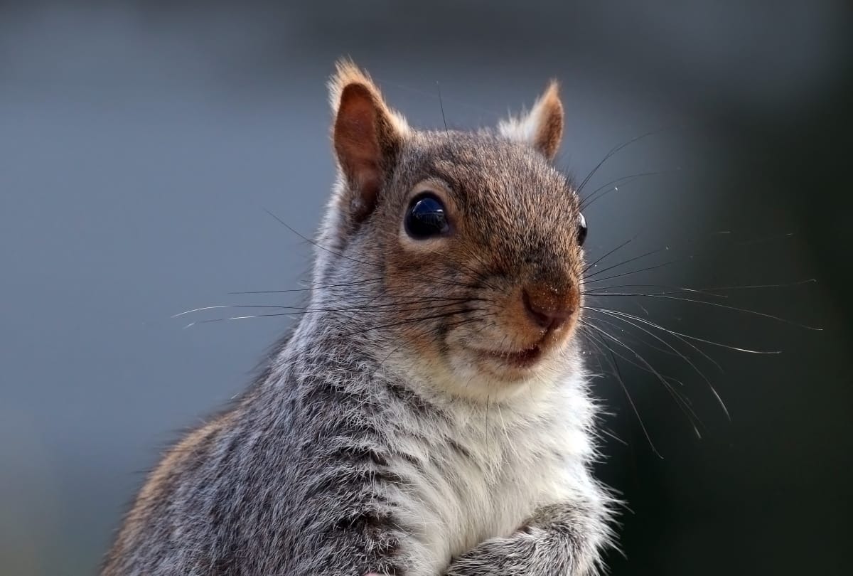 Squirrel going to meet with A family every day for Eight years