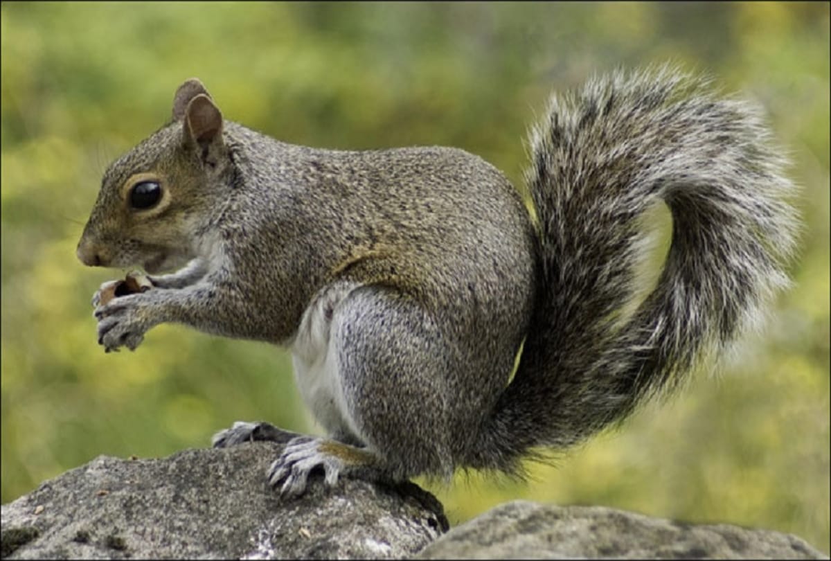 Squirrel going to meet with A family every day for Eight years