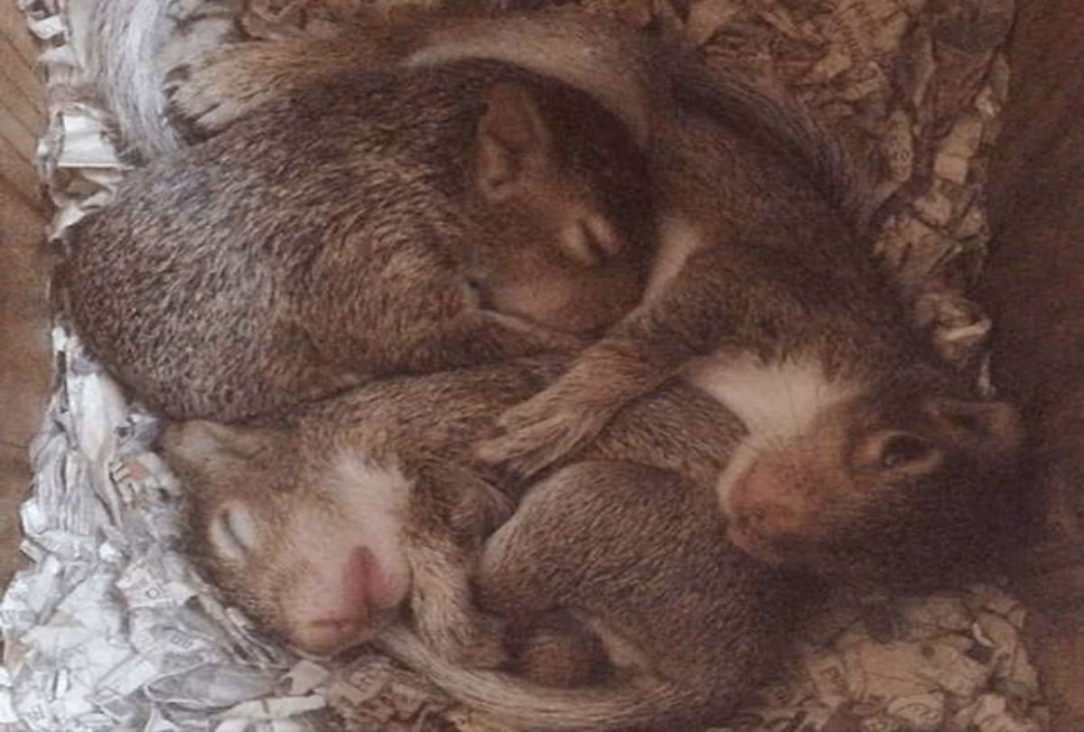 Squirrel going to meet with A family every day for Eight years