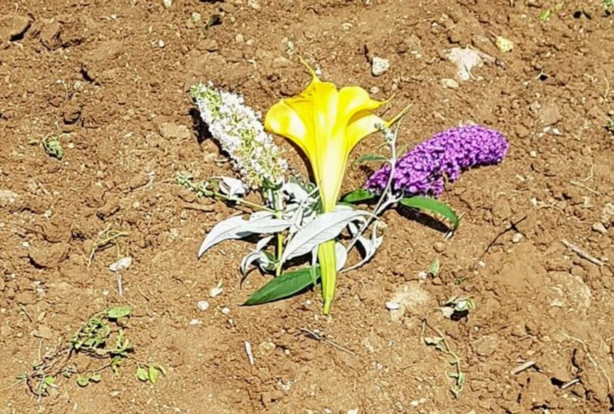 whole country mourns on a dog death  