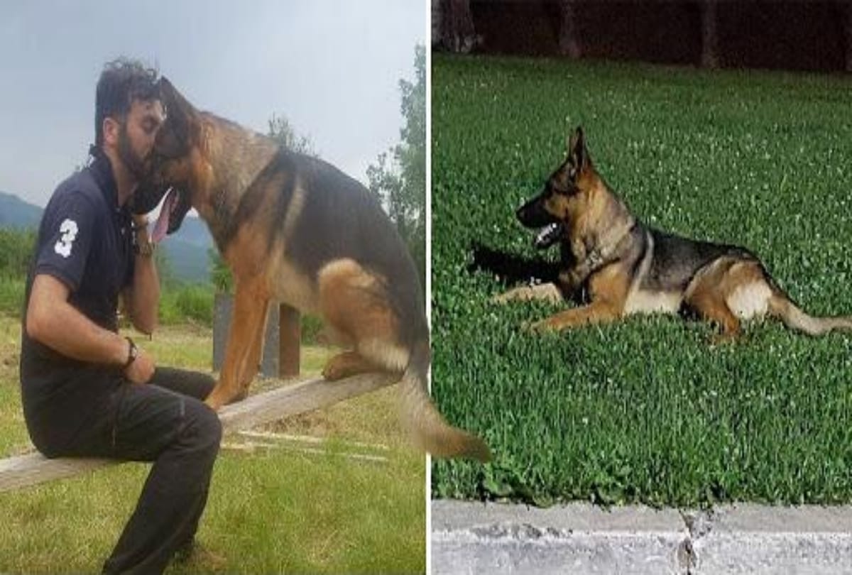 whole country mourns on a dog death  
