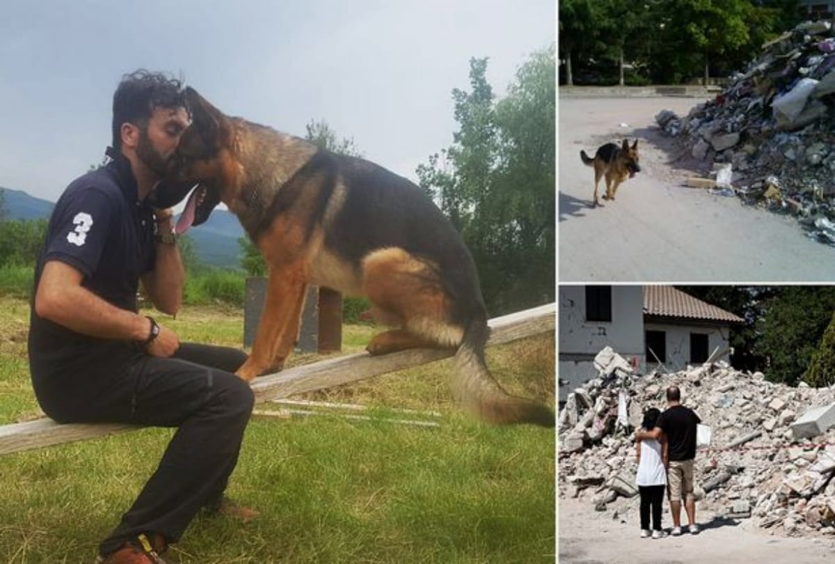 whole country mourns on a dog death  