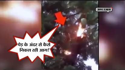 KAUSHAMBI FIRE FLAMES IN NEEM TREE VIRAL VIDEO
