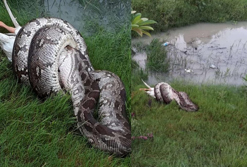 Python get caught in BBAU Lucknow.