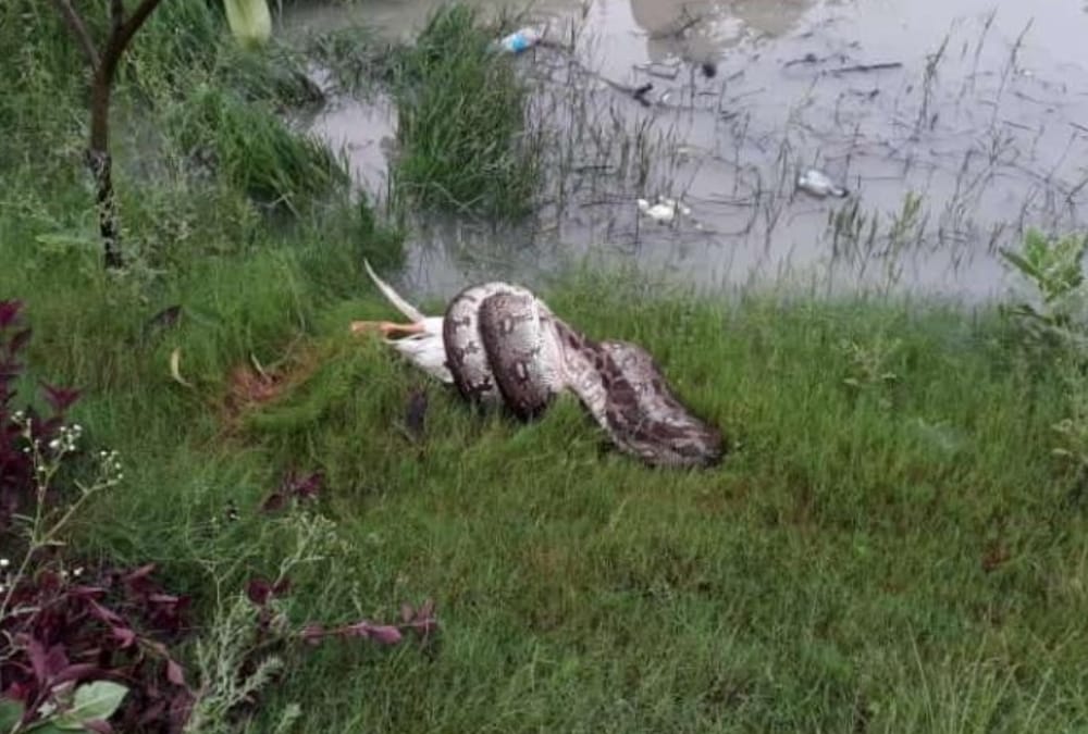 Python get caught in BBAU Lucknow.