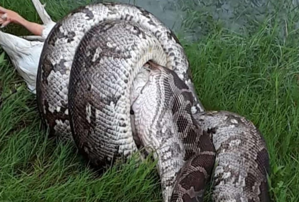Python get caught in BBAU Lucknow.