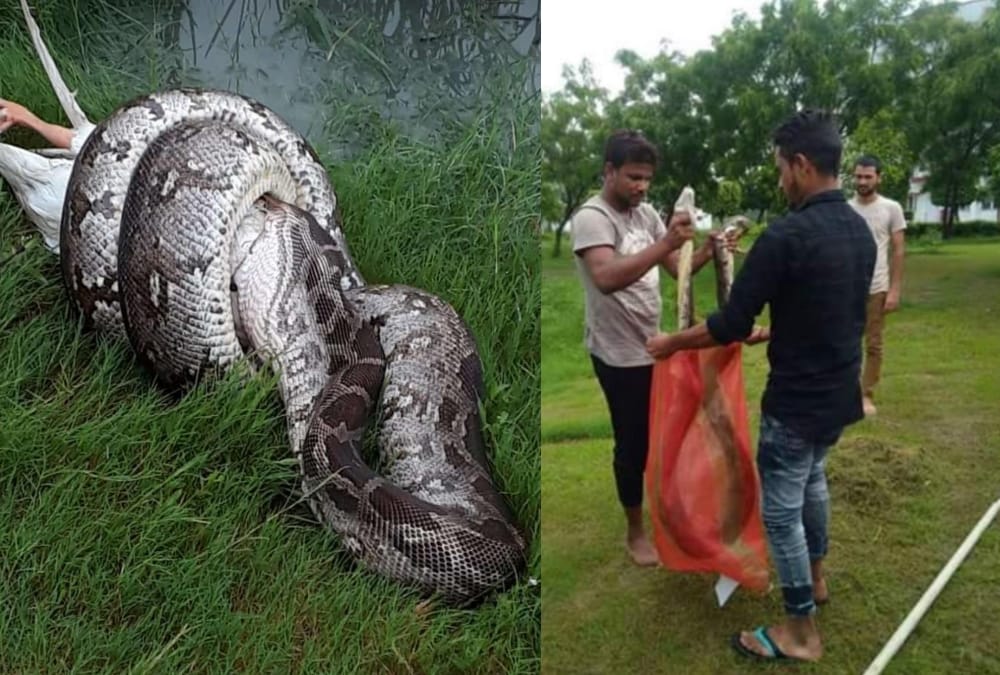 Python get caught in BBAU Lucknow.