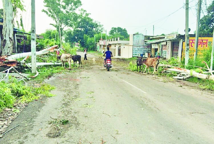 सफेदे का भारी भरकम पेड़ गिरा