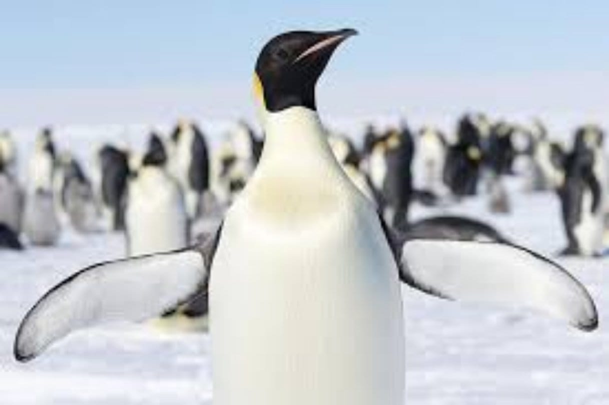 90% shrink in penguines number a mystery 