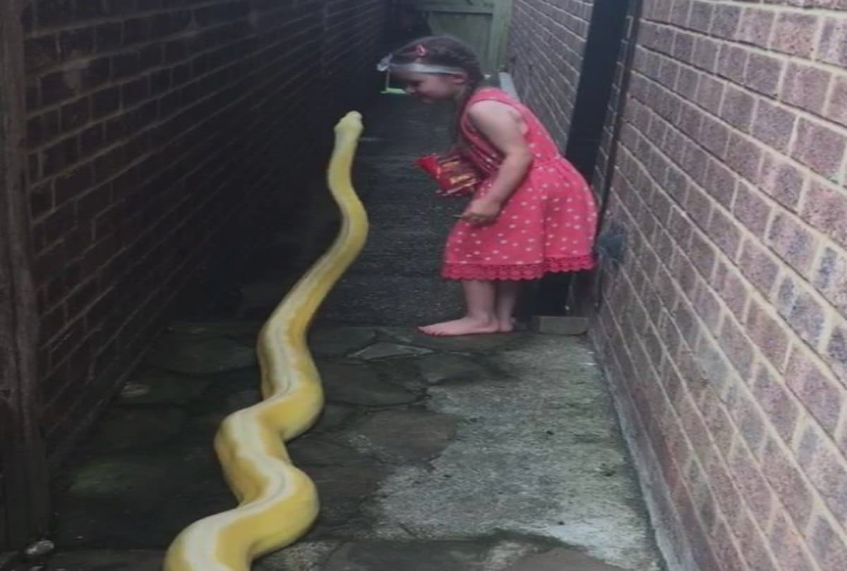 A little girl has gone viral after seen with three point five metre python