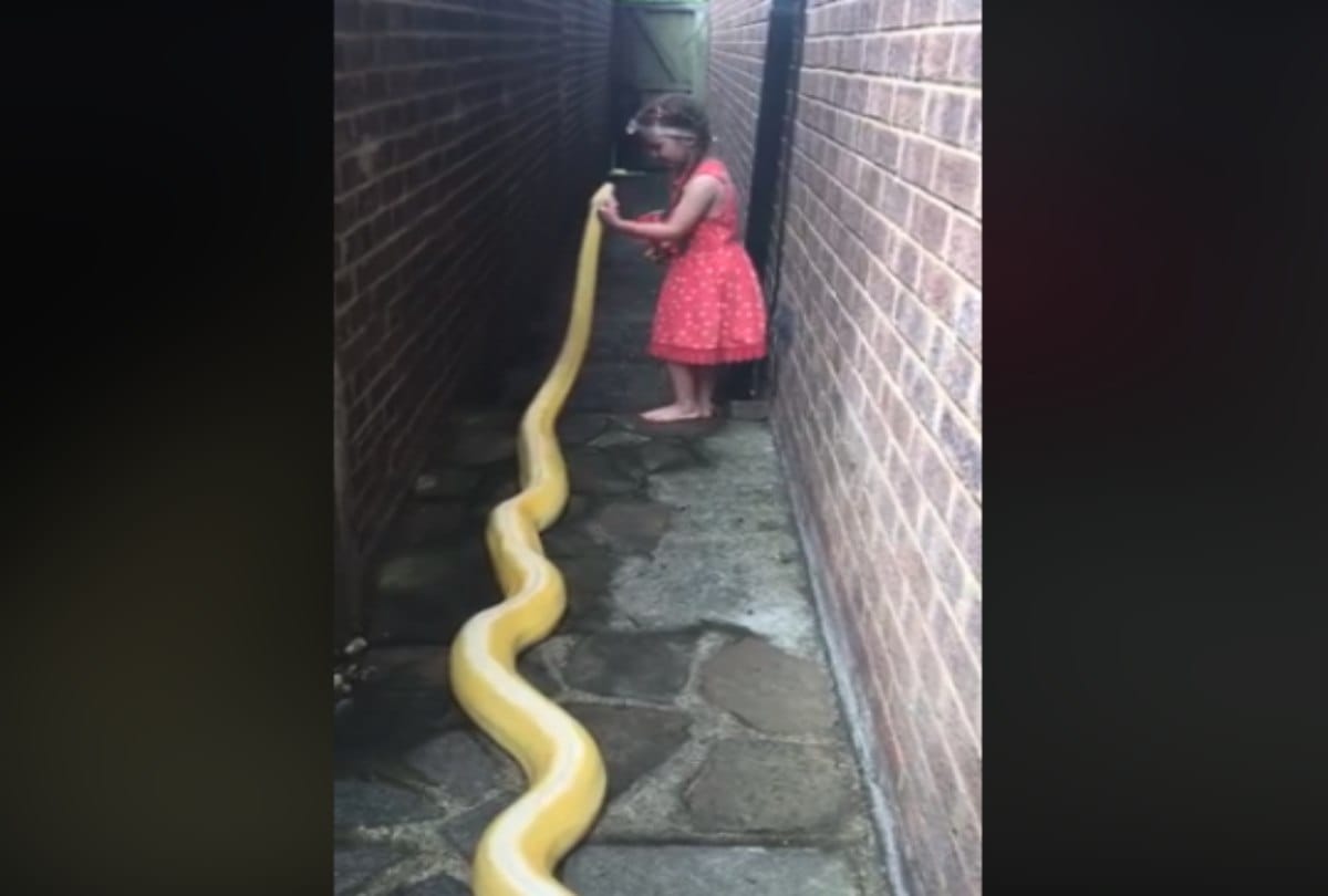 A little girl has gone viral after seen with three point five metre python