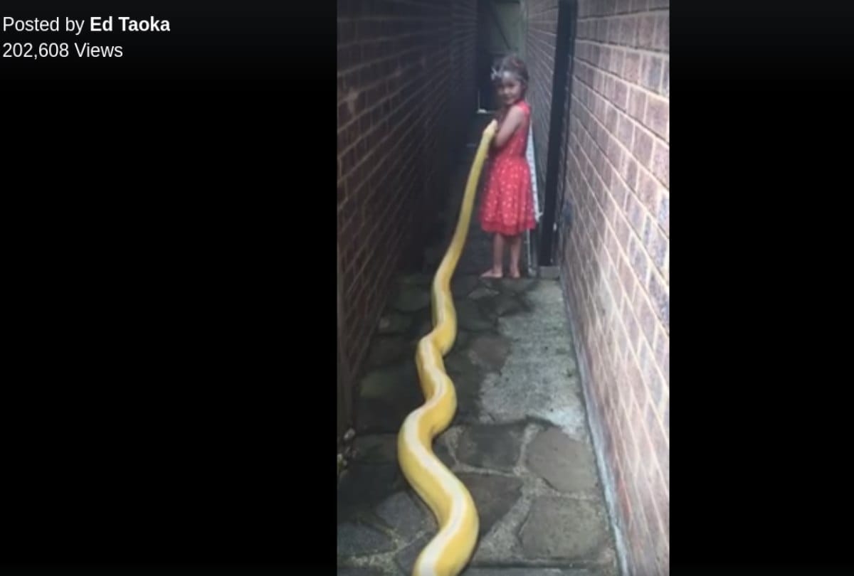 A little girl has gone viral after seen with three point five metre python