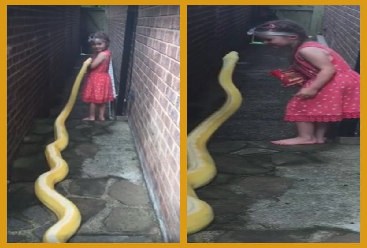 A little girl has gone viral after seen with three point five metre python