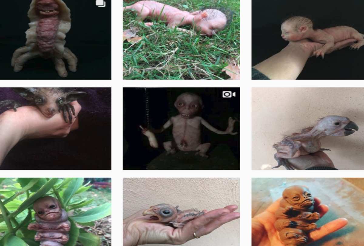 Pig deliver human like baby in India is fake story