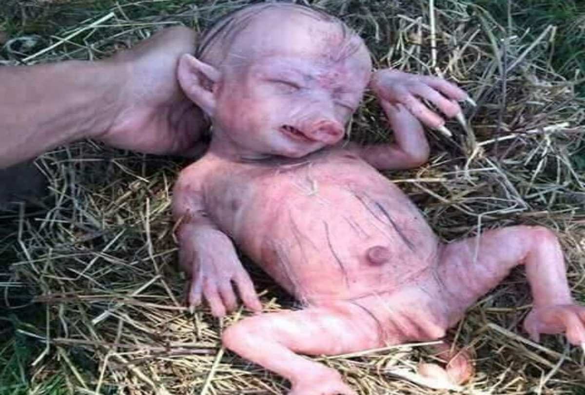 Pig deliver human like baby in India is fake story