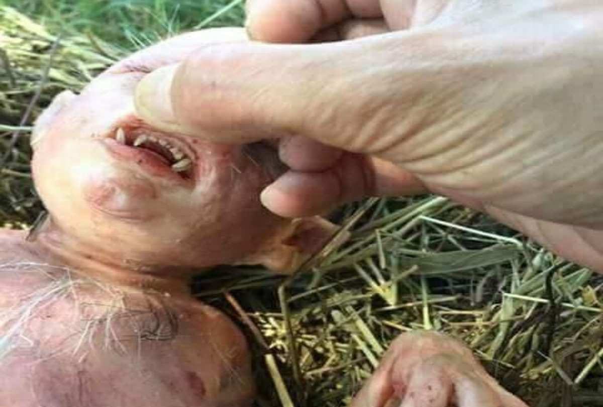 Pig deliver human like baby in India is fake story