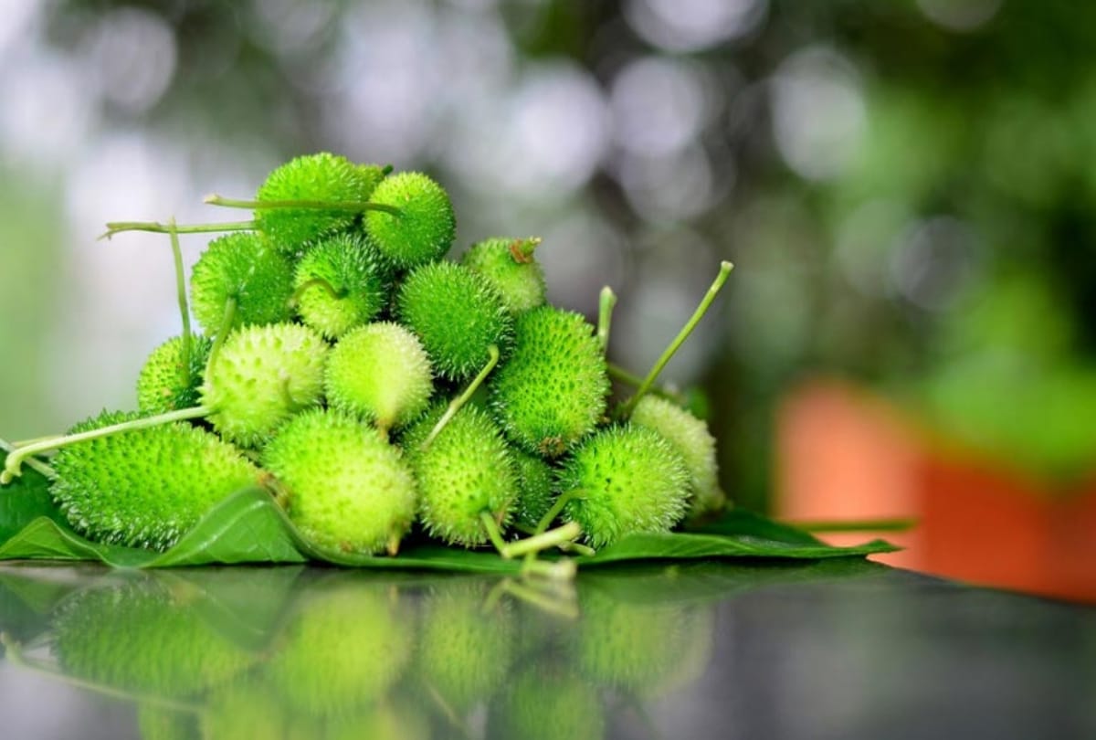 surprising health benefits of spiny gourd