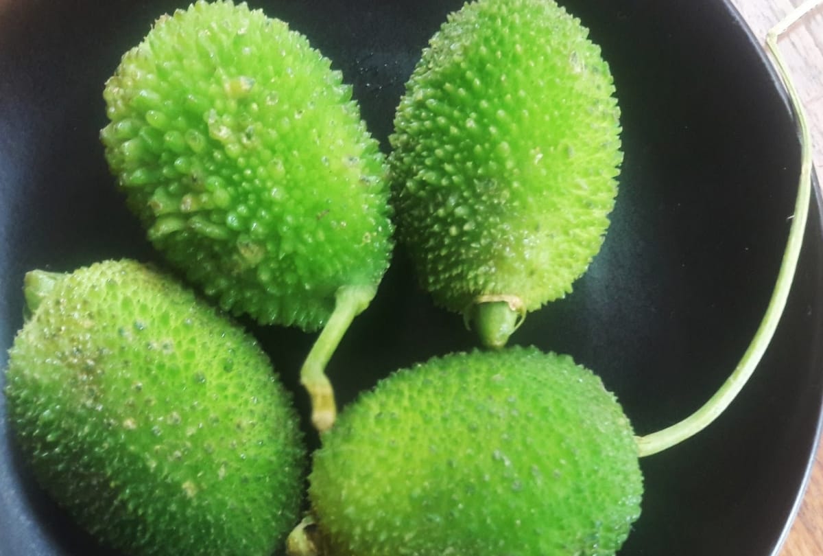 surprising health benefits of spiny gourd