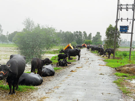 Ganga and Pandu river breeding, coastal villages in danger