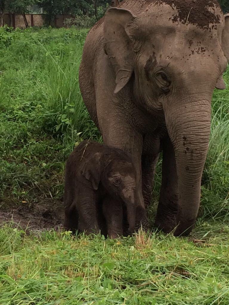 After 25 years in corbett Tiger Reserve female elephant gave birth 