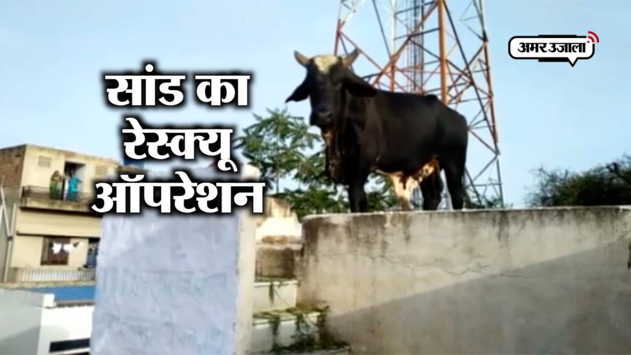 सांड का रेस्क्यू