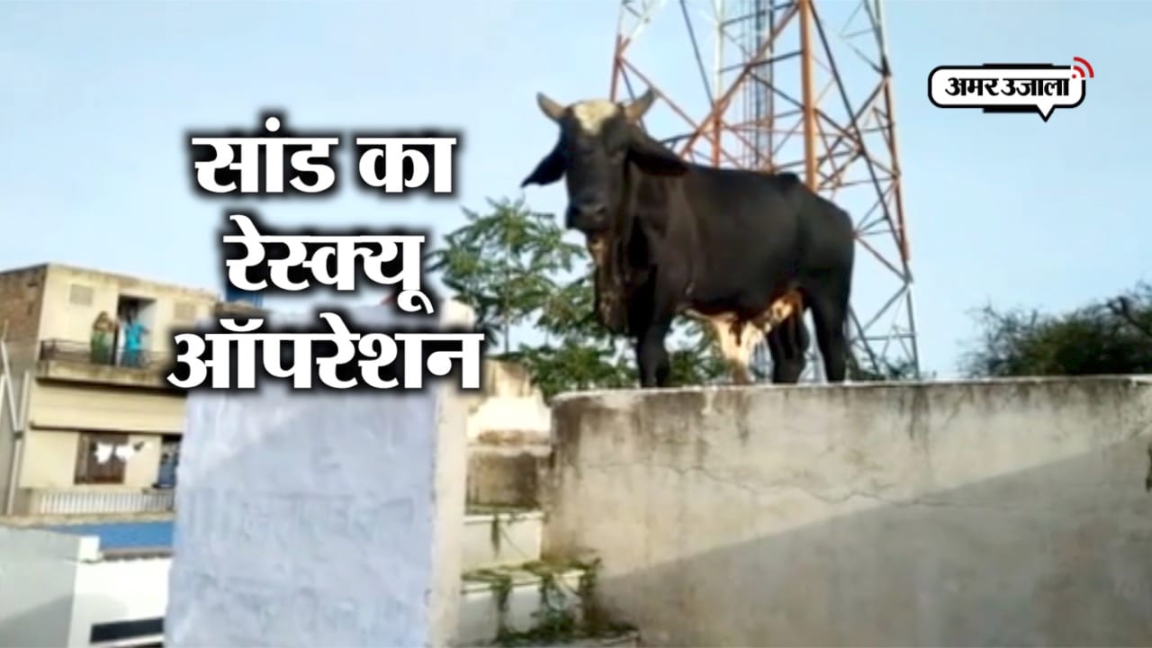 सांड का रेस्क्यू