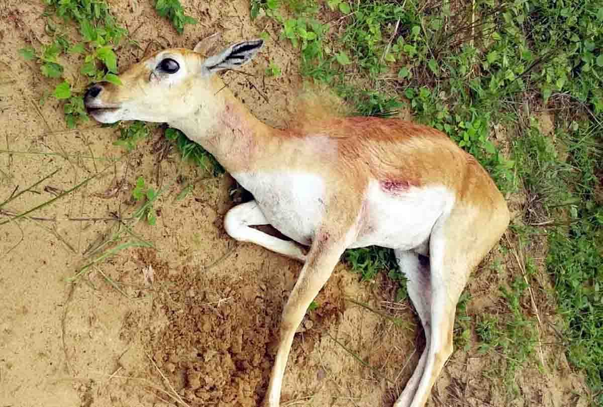 dogs killed Deer in hardoi district