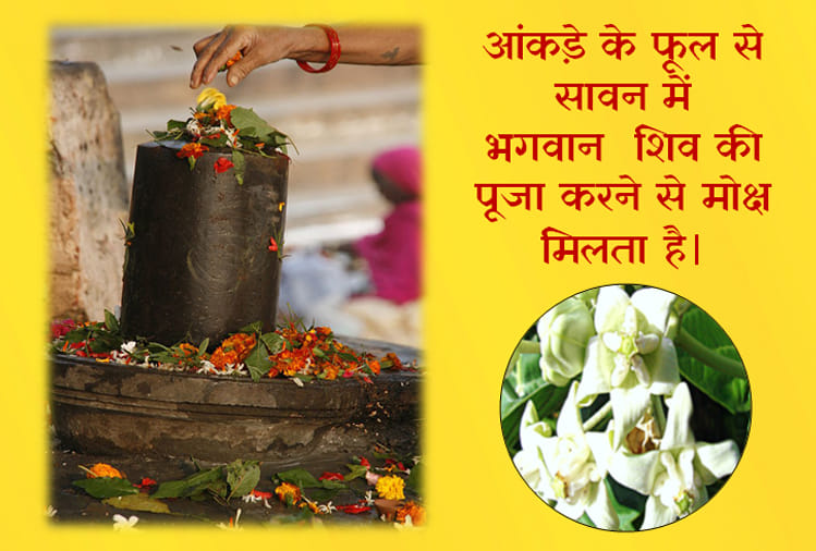 sawan 2018 these are favourite flowers of lord shiva