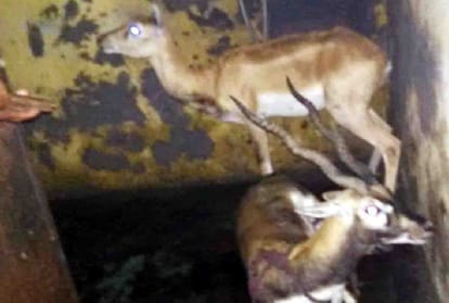 dogs killed Deer in hardoi district