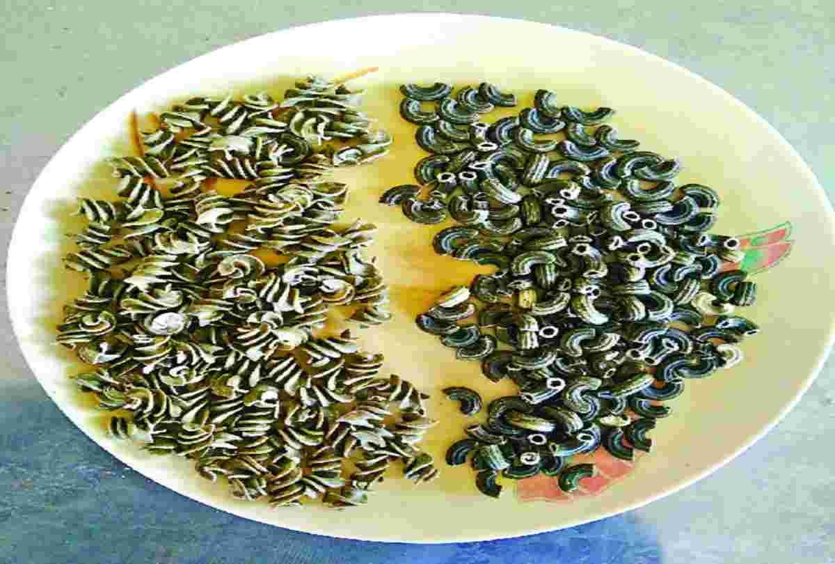 Nauni University prepared nutritious pasta made from Suji and Spinach