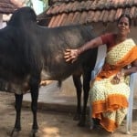 women with bull