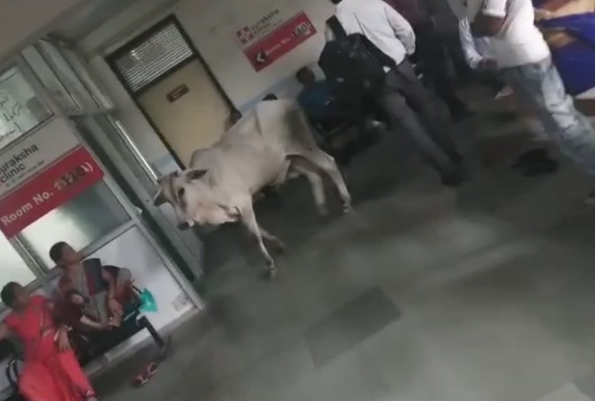 cow interred in lohia hospital opd in lucknow