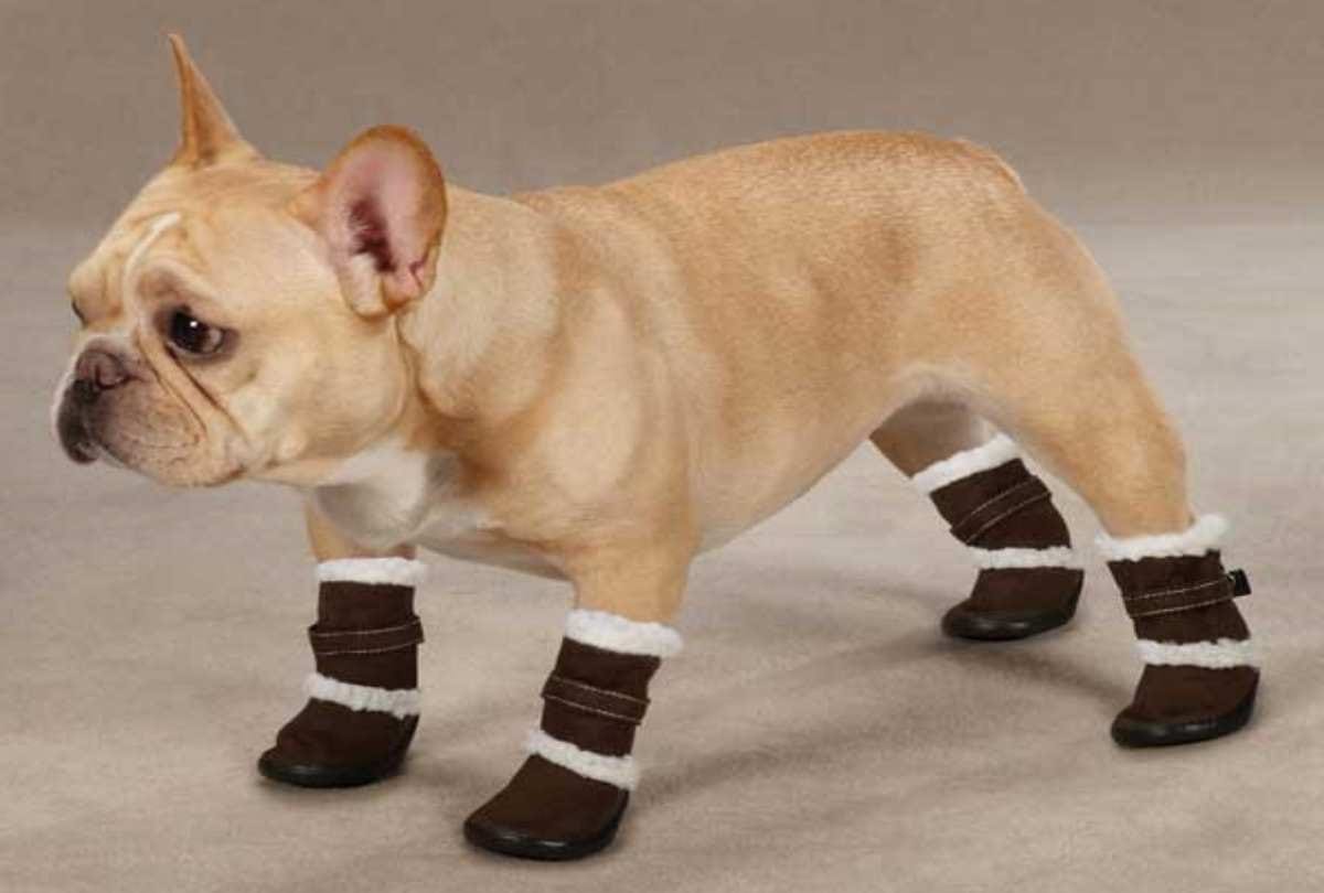 This Is Why Zurich Police Advice Dog Should Wear Shoes