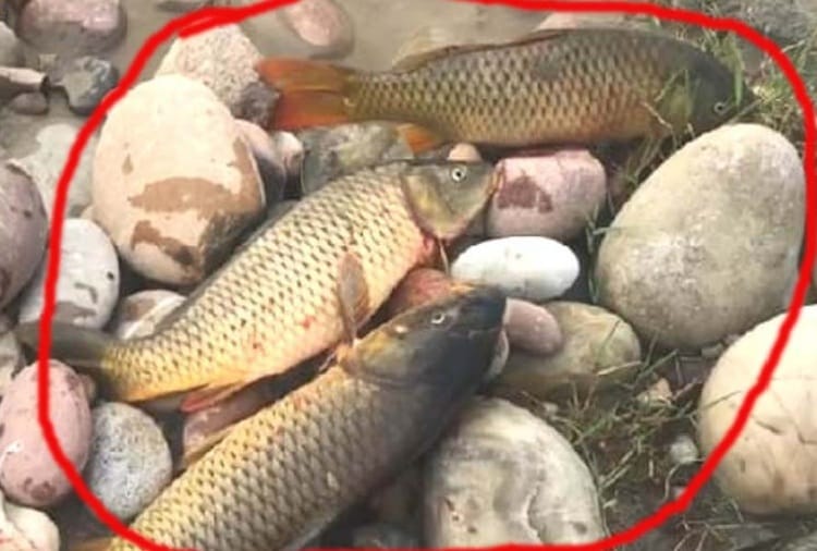 Hundreds of fishes killed in swan river with polluted water