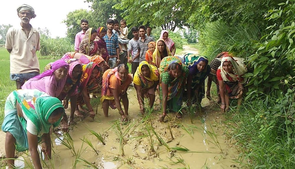 Grassroots Ropa Paddy on the Road
