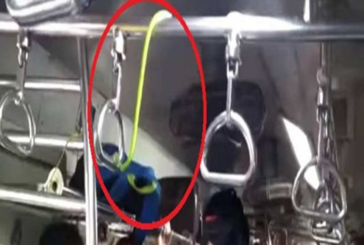 Snake Found In Mumabi Local Train In Titwala Chhatrapati Shivaji Maharaj Terminus
