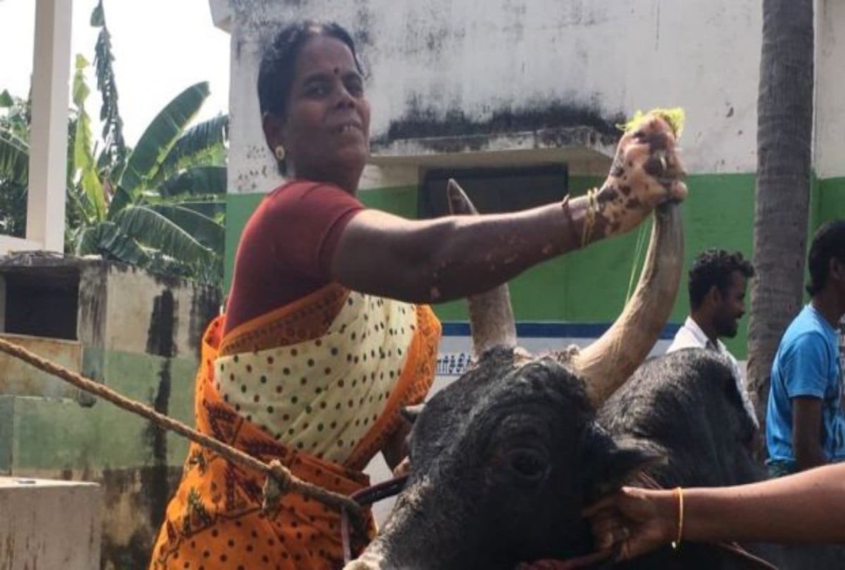 Woman not married due to pet up Bull