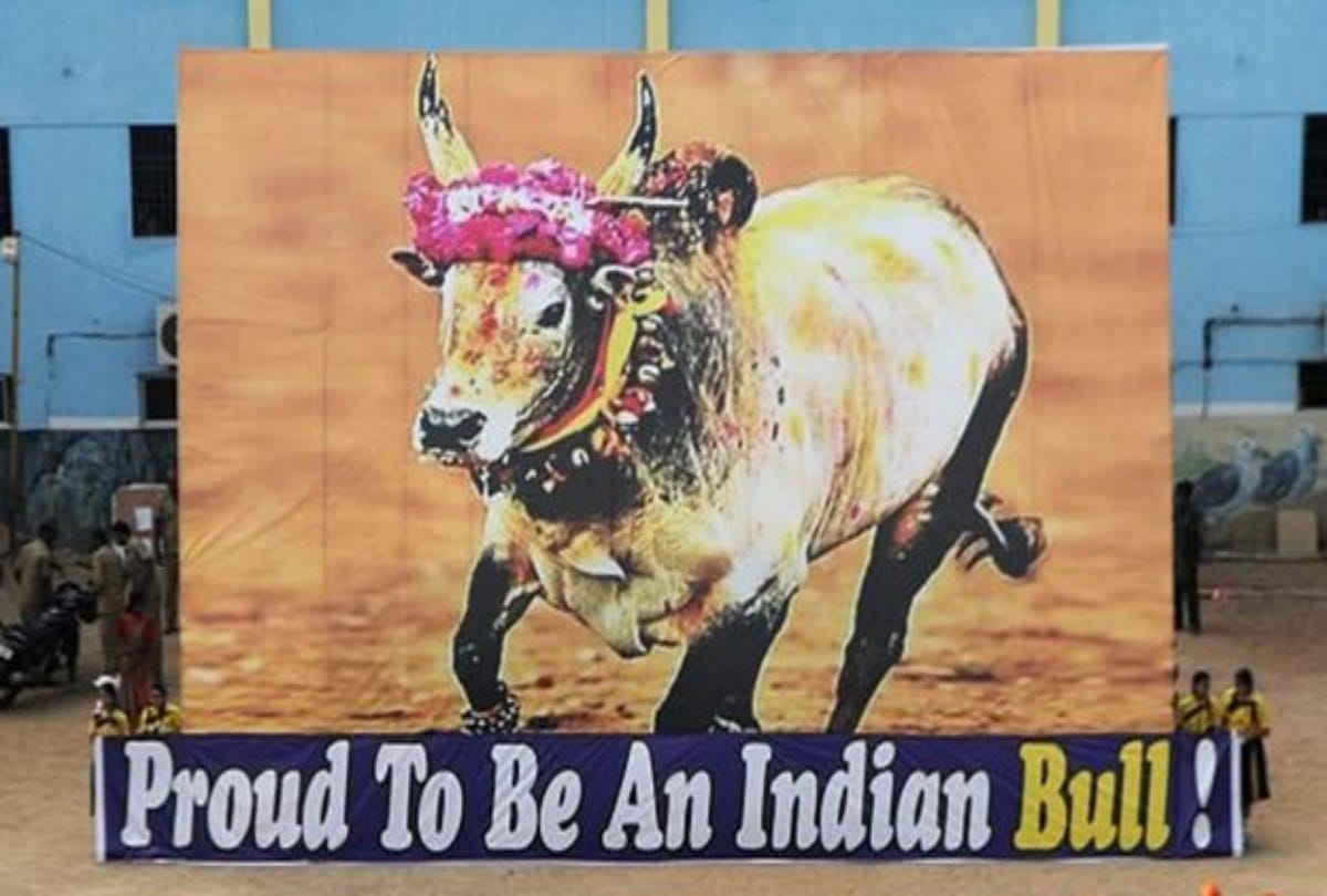Woman not married due to pet up Bull