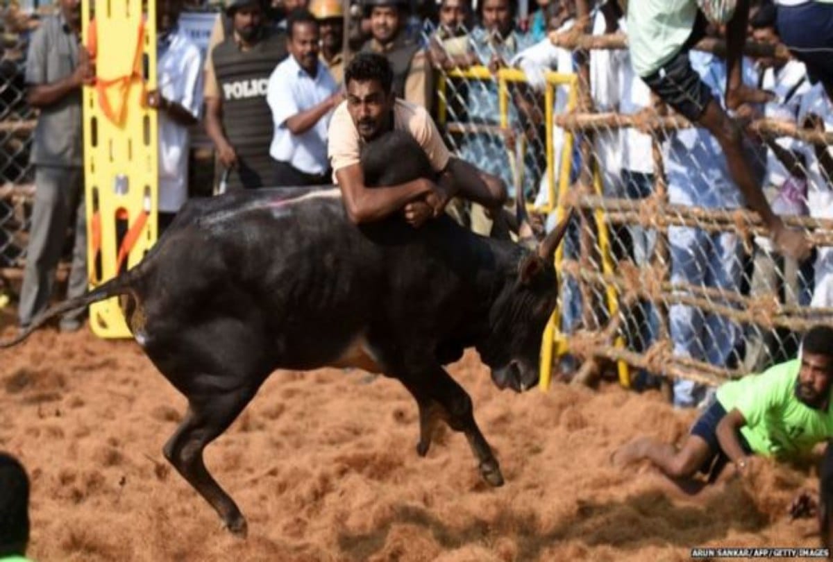 Woman not married due to pet up Bull