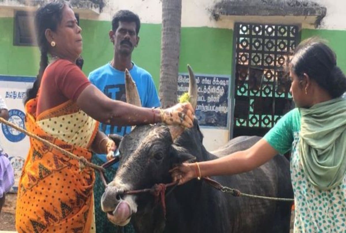 Woman not married due to pet up Bull