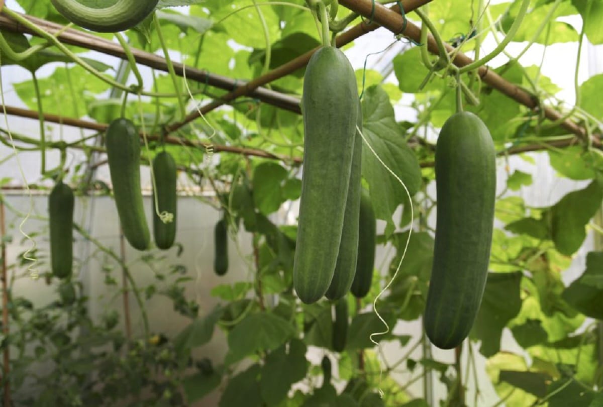 Sikh is the world's largest cucumber grown in Britain