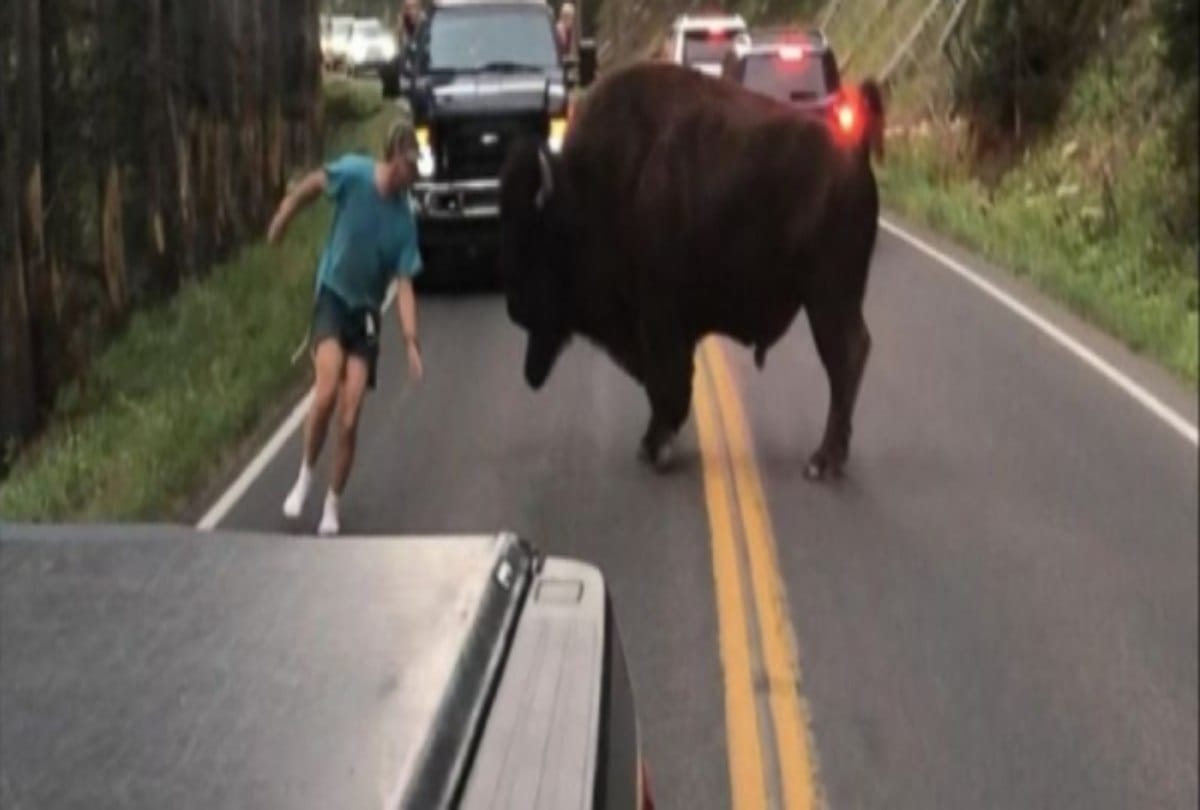 video being viral of the bull attack on a man 