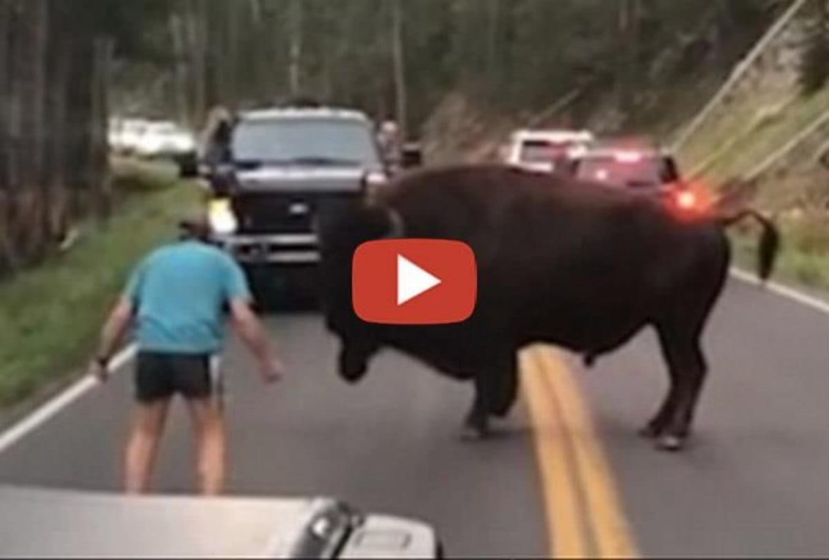 video being viral of the bull attack on a man 