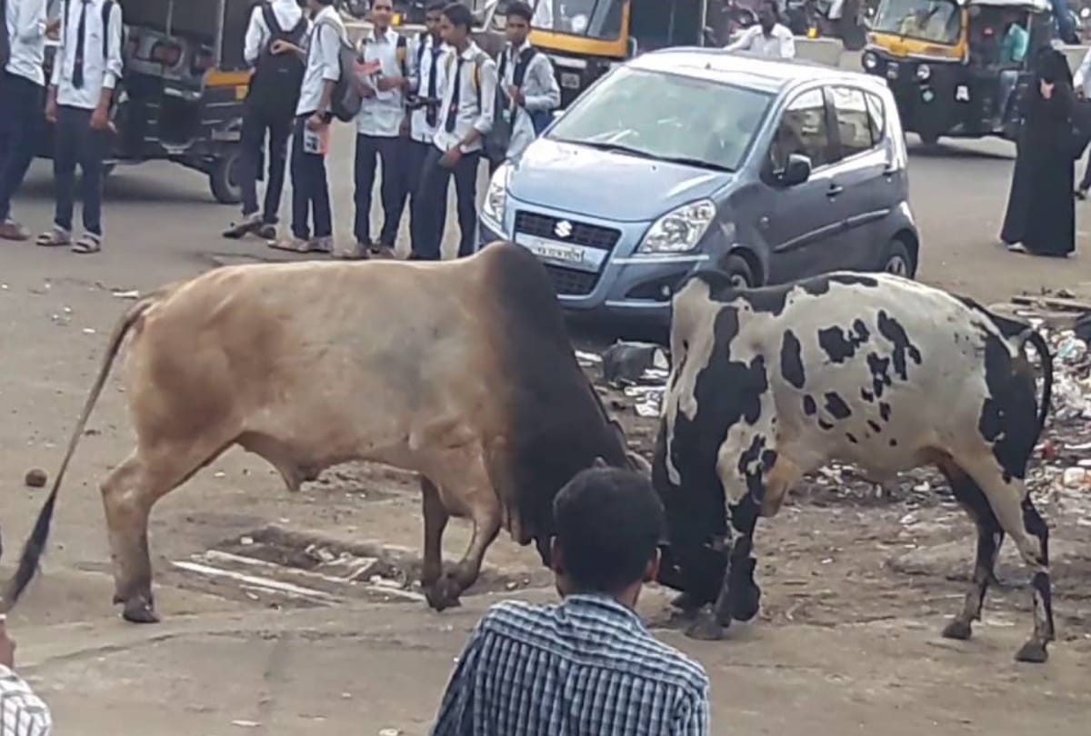 Battle of two bulls killed a man in noida