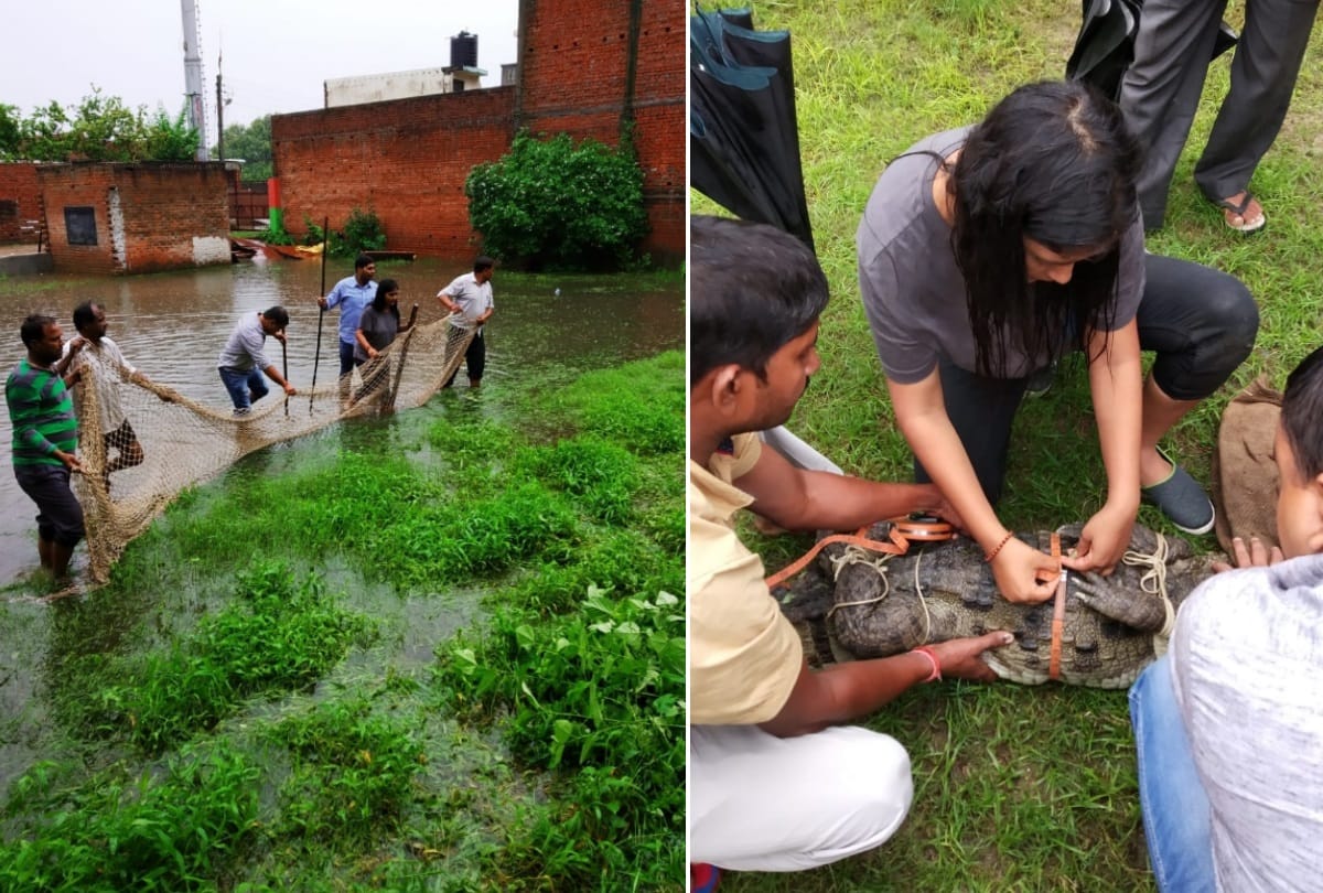 seven feet long crocodile caught in lucknow