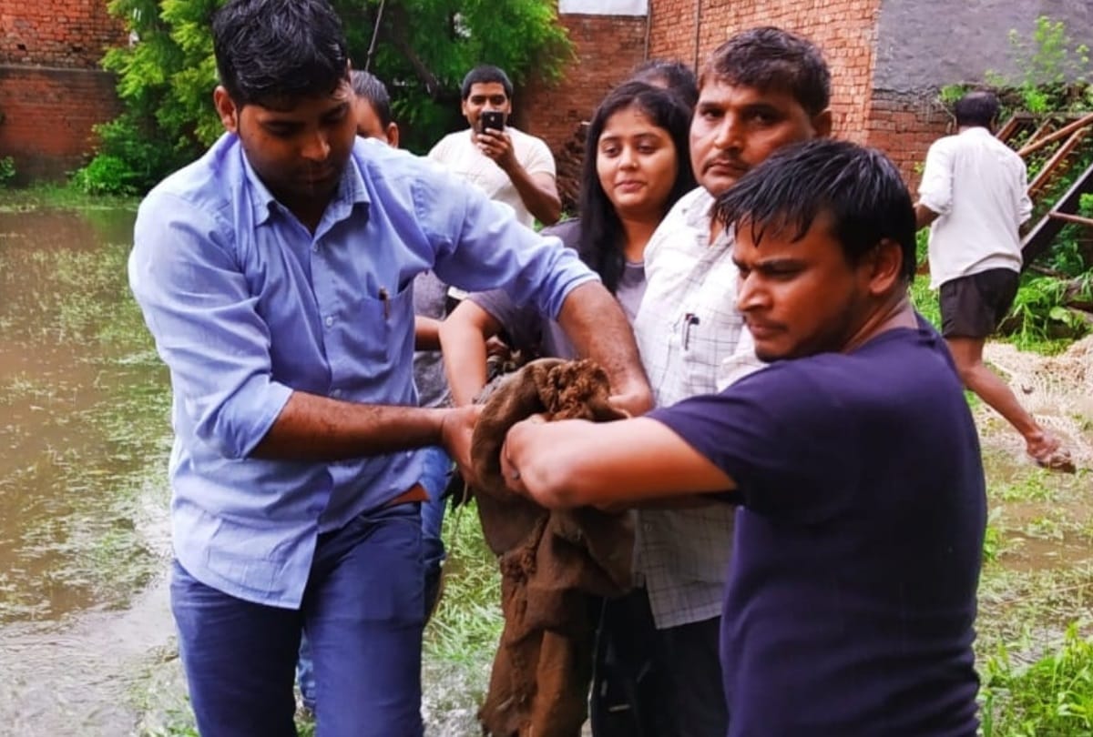 seven feet long crocodile caught in lucknow