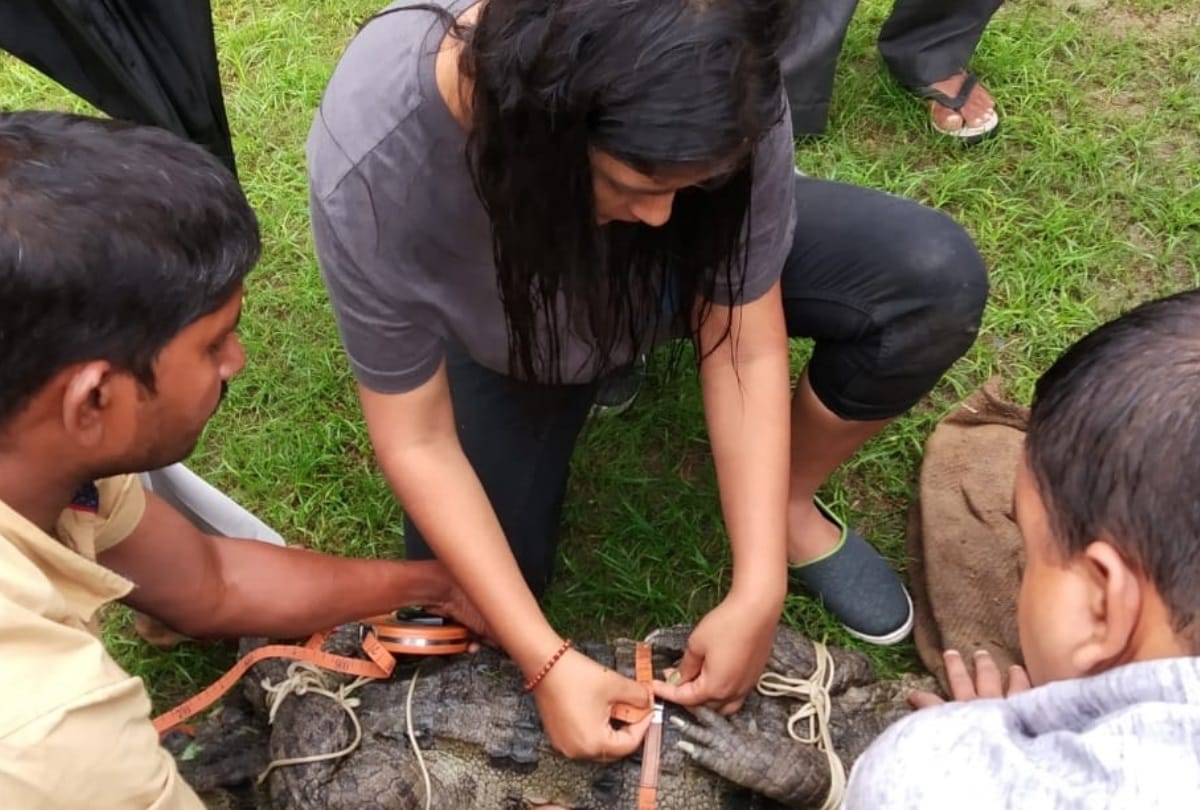 seven feet long crocodile caught in lucknow